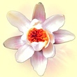 Fiore di Loto dell'Accademia di meditation, chakra sound, kundalini, nataraj, nadabrahma, hearth chakra, costellazioni familiari.